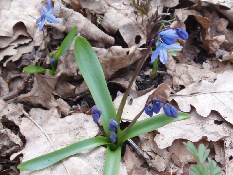 Изображение особи Scilla siberica.