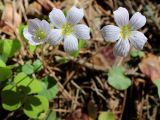 Oxalis acetosella