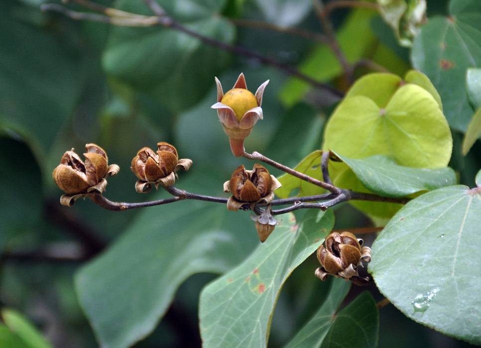 Image of Hibiscus tiliaceus specimen.