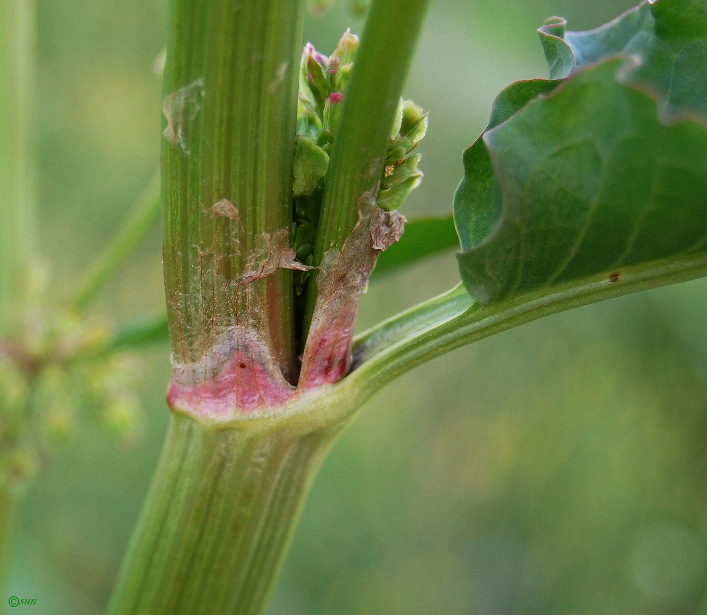 Image of Rumex patientia specimen.