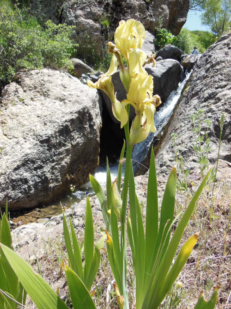 Image of Iris imbricata specimen.