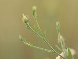 Centaurea diffusa