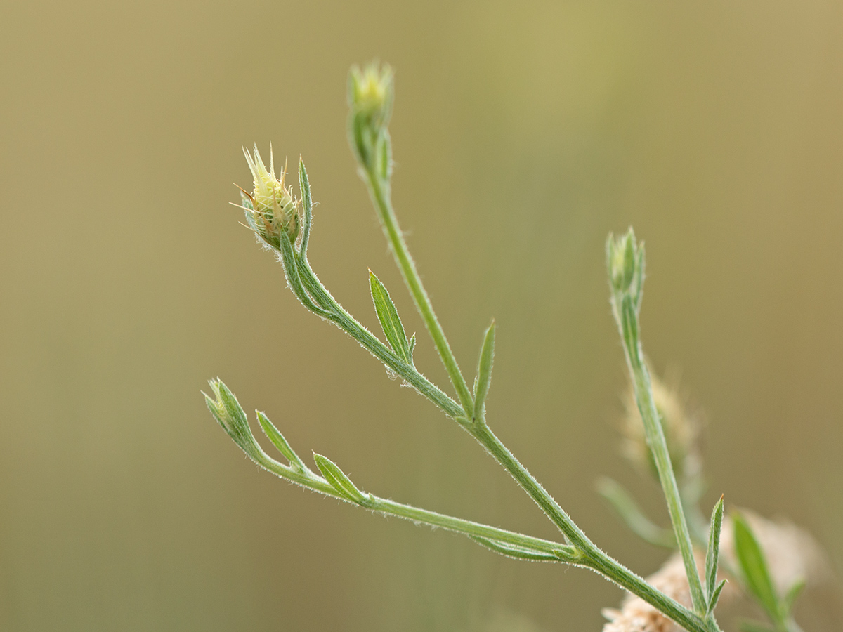 Image of Centaurea diffusa specimen.