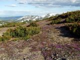 Oxytropis czukotica. Аспект цветущих растений. Магаданская обл., окр. г. Магадан, пос. Снежная Долина, водораздел в бассейне р. Дукча, кустарничково-лишайниковые кедровые стланики, на склоне сопки. 11.06.2017.