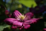 genus Clematis