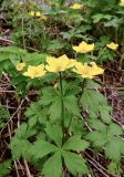 Trollius riederianus