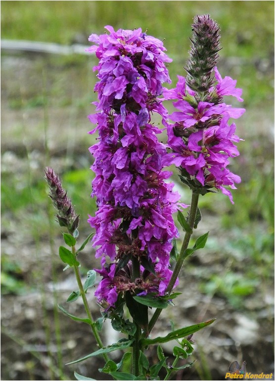 Image of Lythrum salicaria specimen.