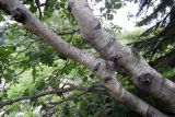 Betula pendula