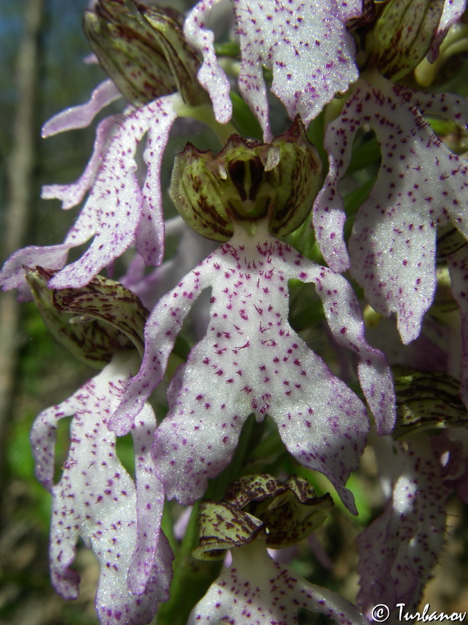 Image of Orchis × angusticruris specimen.