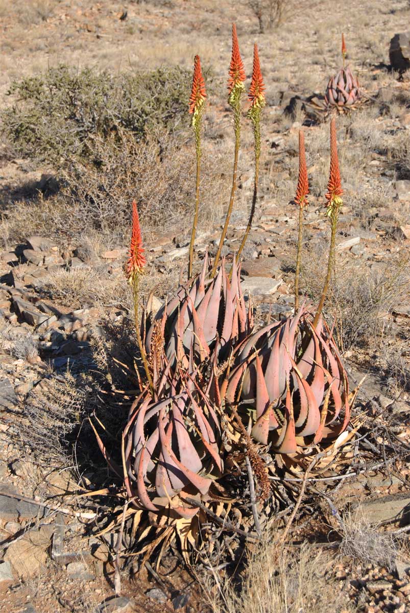 Изображение особи Aloe gariepensis.