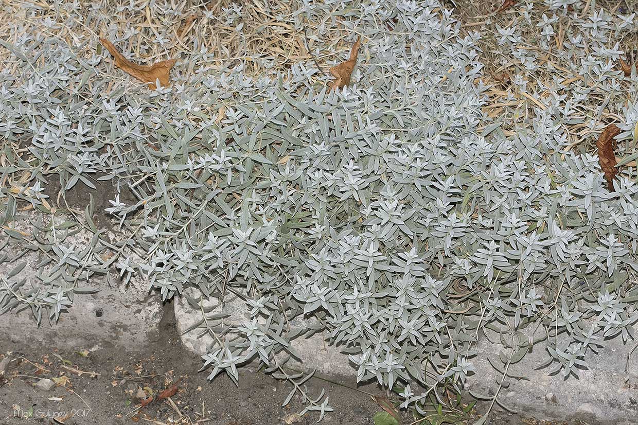 Image of Cerastium tomentosum specimen.