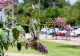 Buddleja davidii