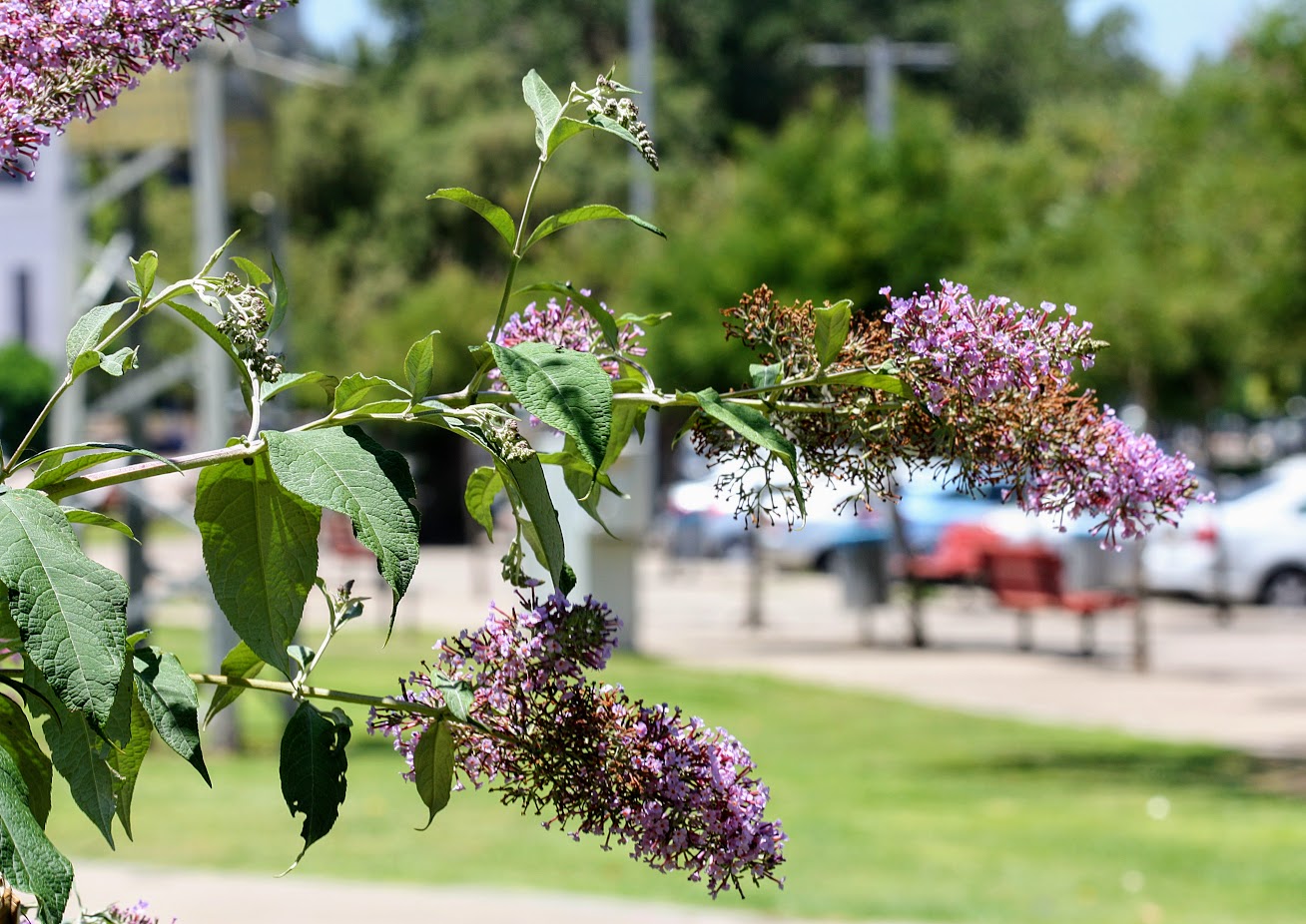 Изображение особи Buddleja davidii.