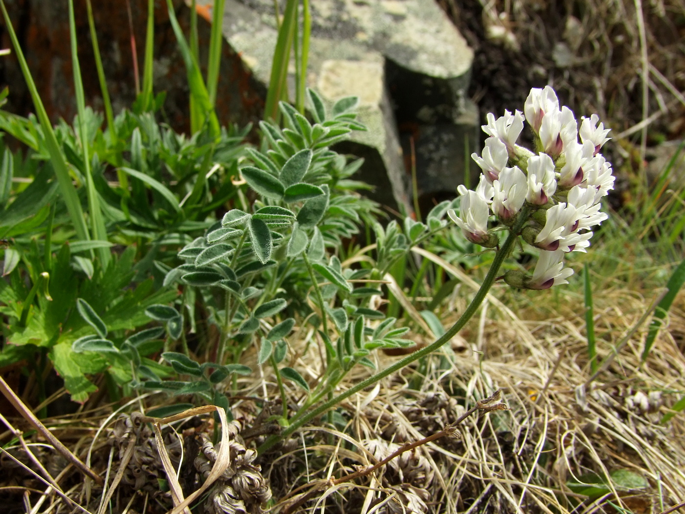 Image of Astragalus tugarinovii specimen.