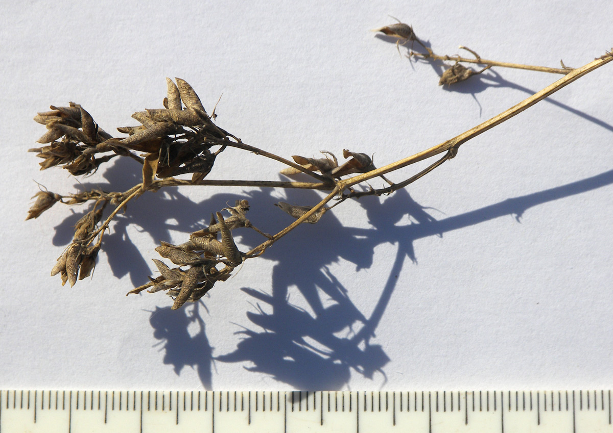 Image of Medicago vardanis specimen.