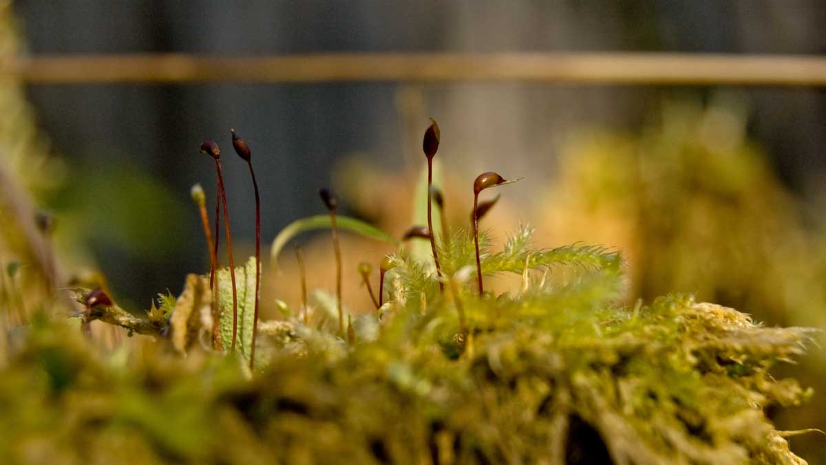 Изображение особи род Brachythecium.