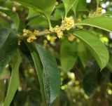 Osmanthus fragrans