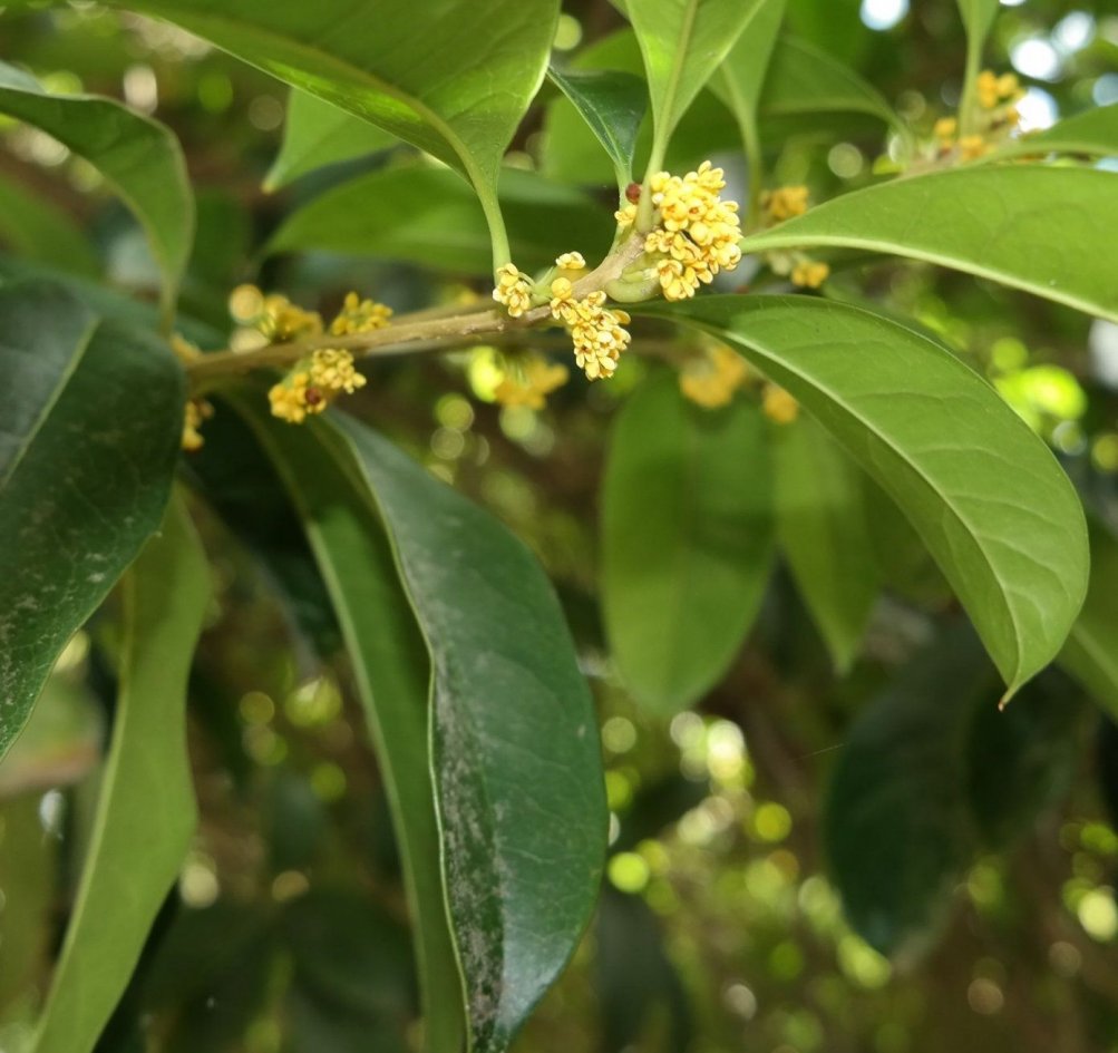 Image of Osmanthus fragrans specimen.