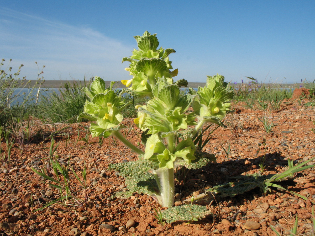 Image of Eremostachys isochila specimen.