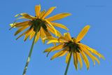 Rudbeckia fulgida var. sullivantii