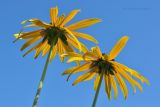 Rudbeckia разновидность sullivantii