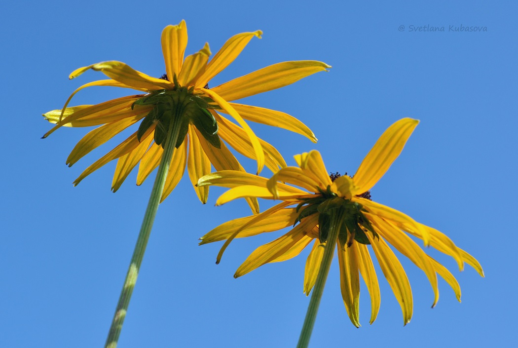 Image of Rudbeckia fulgida var. sullivantii specimen.