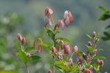 Lauraceae