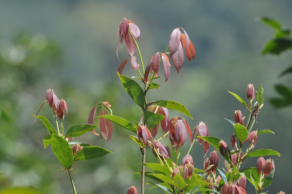 Изображение особи семейство Lauraceae.