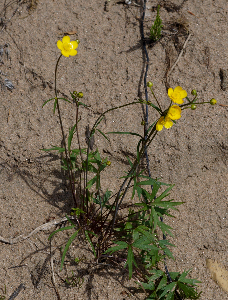 Image of genus Ranunculus specimen.