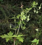 Geranium wilfordii