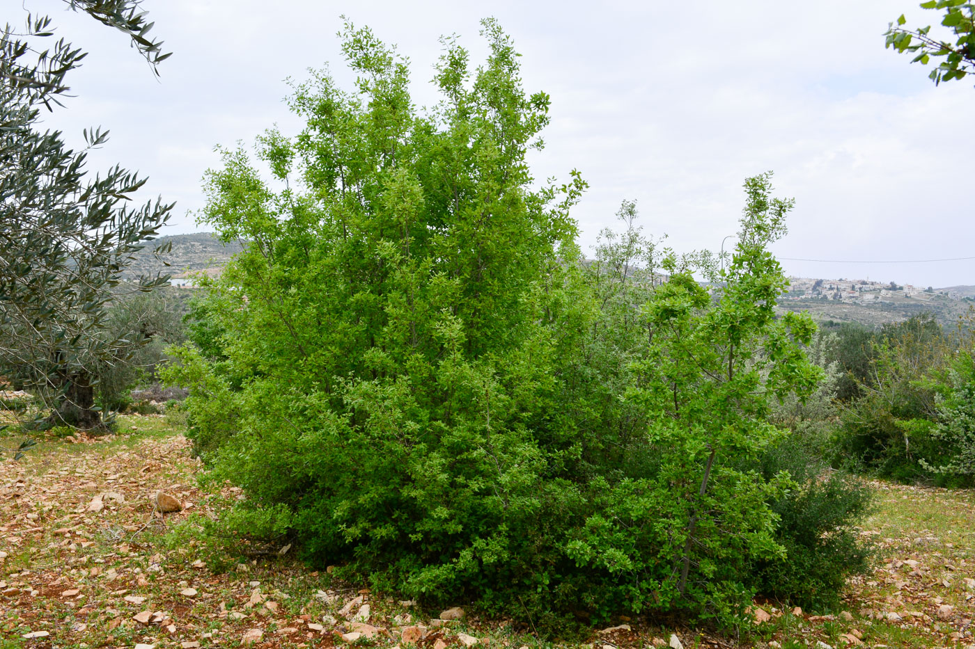 Изображение особи Quercus boissieri.