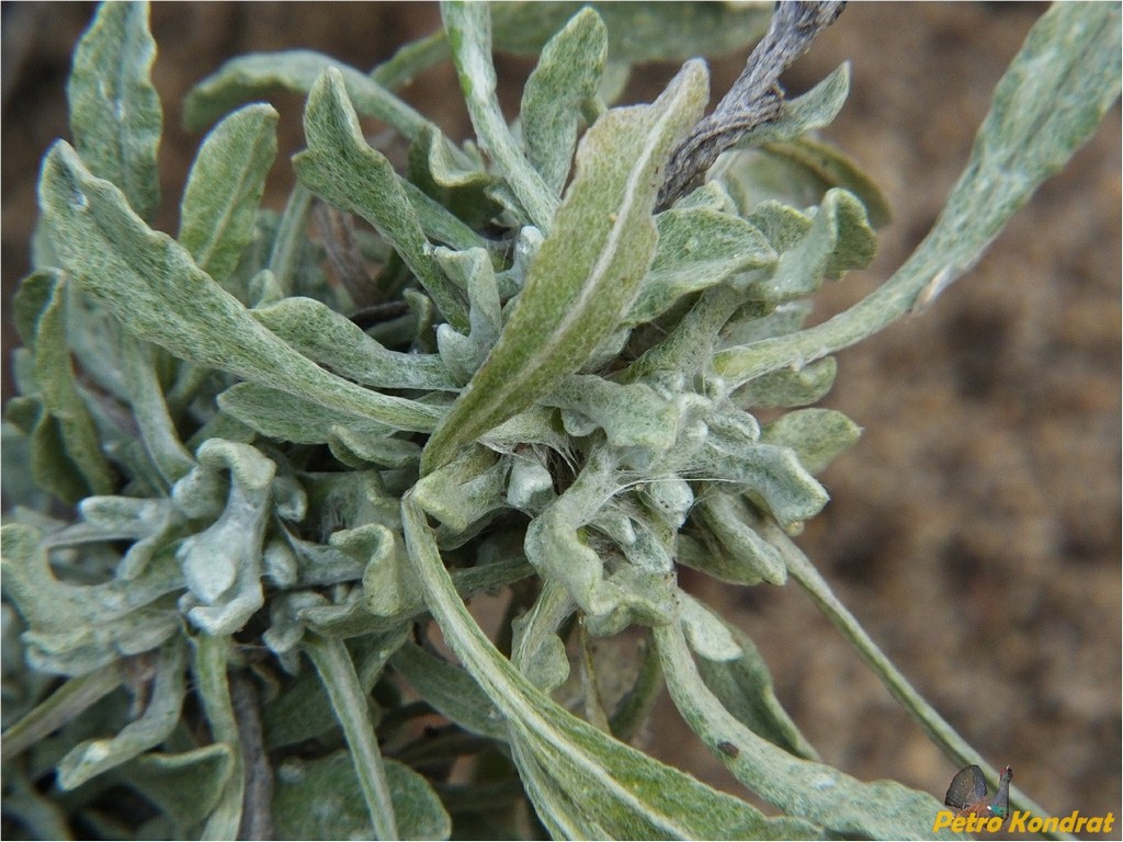 Image of genus Centaurea specimen.
