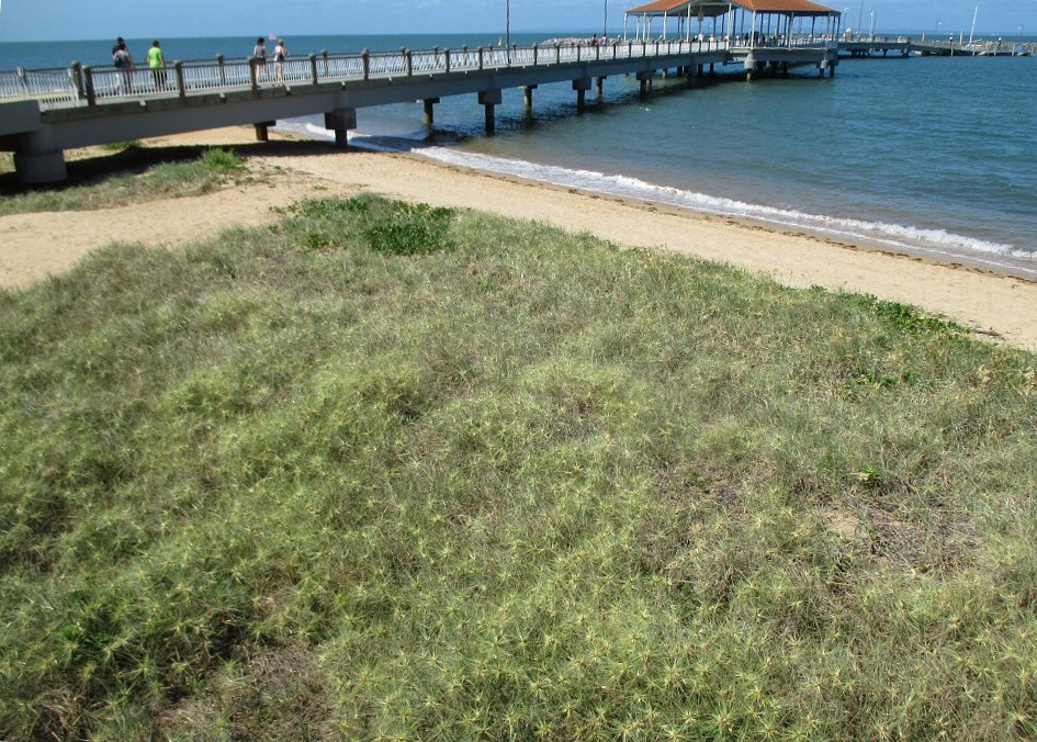 Изображение особи Spinifex sericeus.