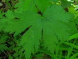 Geranium sylvaticum