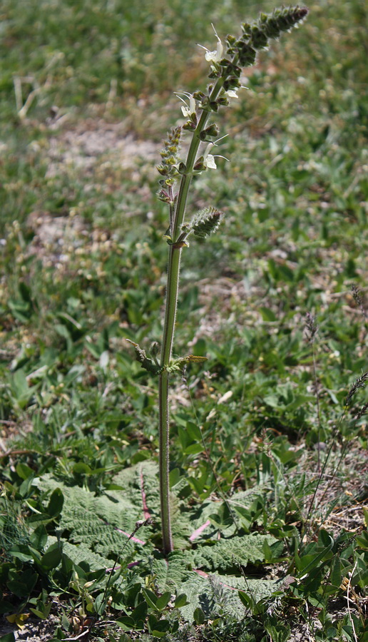 Image of Salvia austriaca specimen.