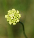 Scabiosa ochroleuca. Нераскрывшееся соцветие. Восточный Казахстан, г. Усть-Каменогорск, правый берег р. Иртыш, луг. 04.07.2017.