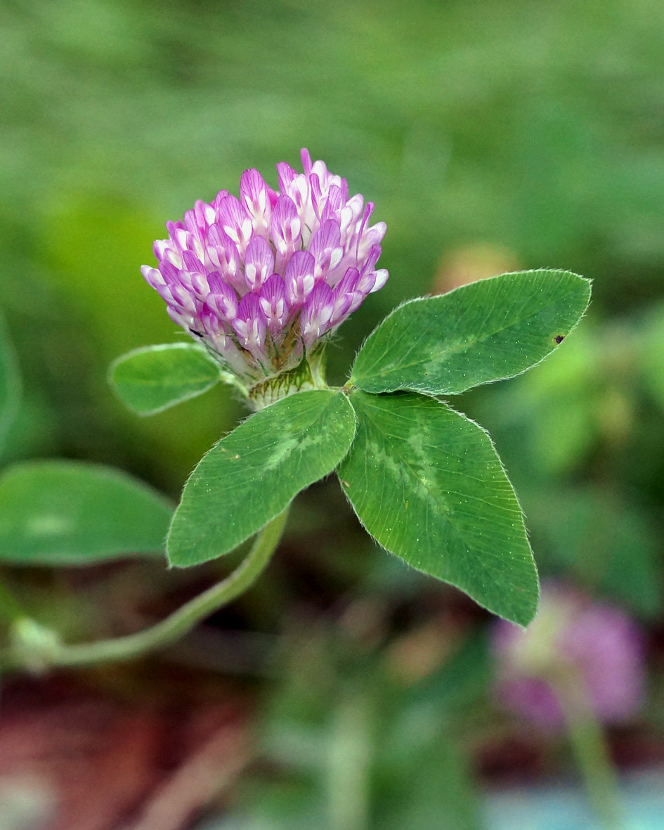 Изображение особи Trifolium pratense.