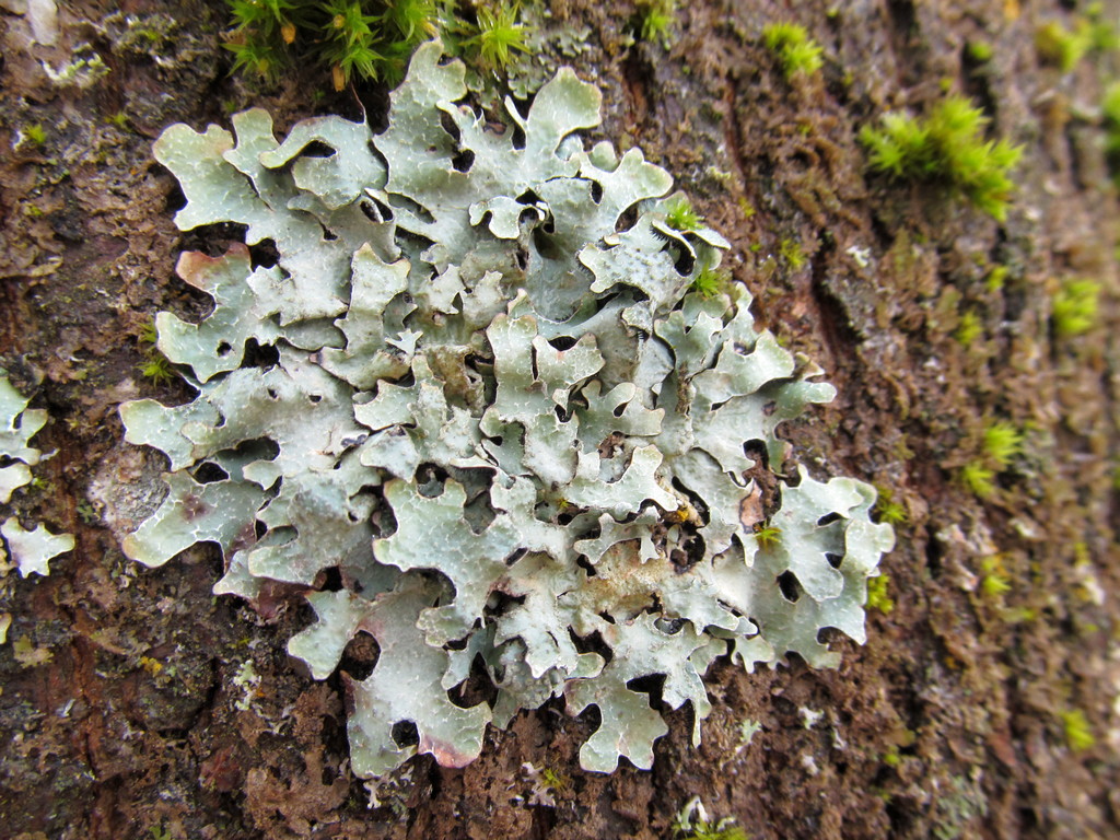 Image of Parmelia sulcata specimen.