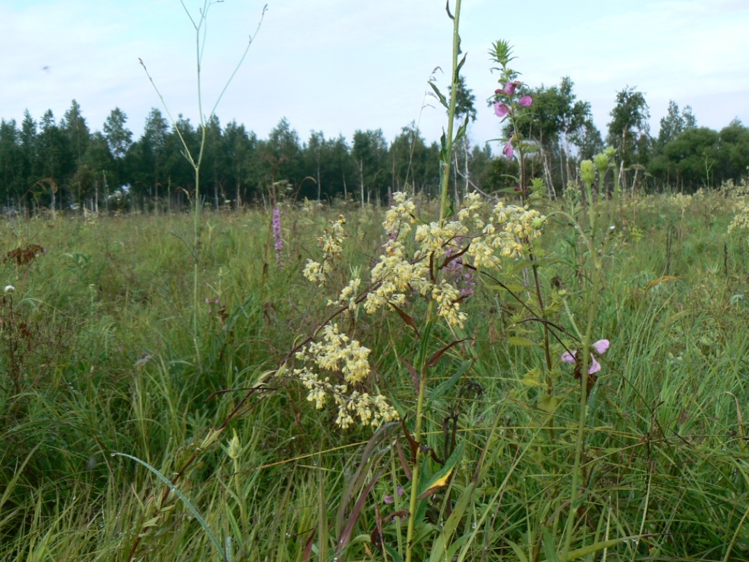 Image of Thalictrum amurense specimen.