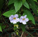 Thunbergia laurifolia. Верхушка побега с цветками. Малайзия, о-в Пенанг, окр. г. Джорджтаун, в культуре. 05.05.2017.