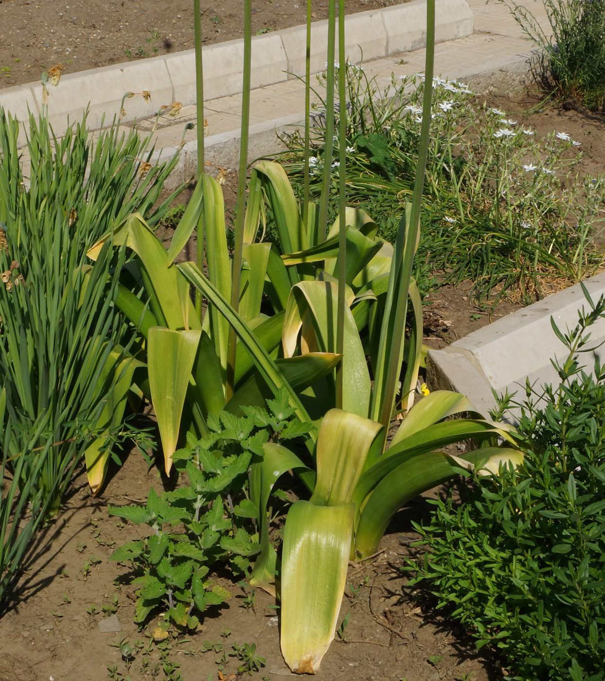 Image of genus Allium specimen.