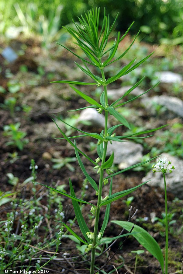 Изображение особи Polygonatum verticillatum.