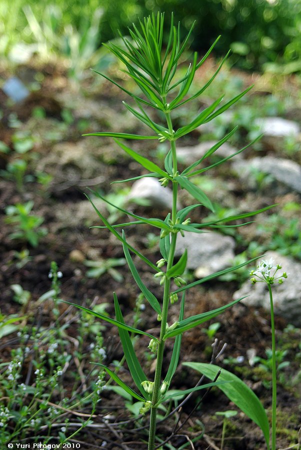 Image of Polygonatum verticillatum specimen.