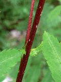 Sorbus sibirica. Прилистники. Свердловская обл., окр. г. Североуральск, р-н скал Три Брата, зарастающая дорога между основным руслом р. Вагран и заводью. 27.06.2017.