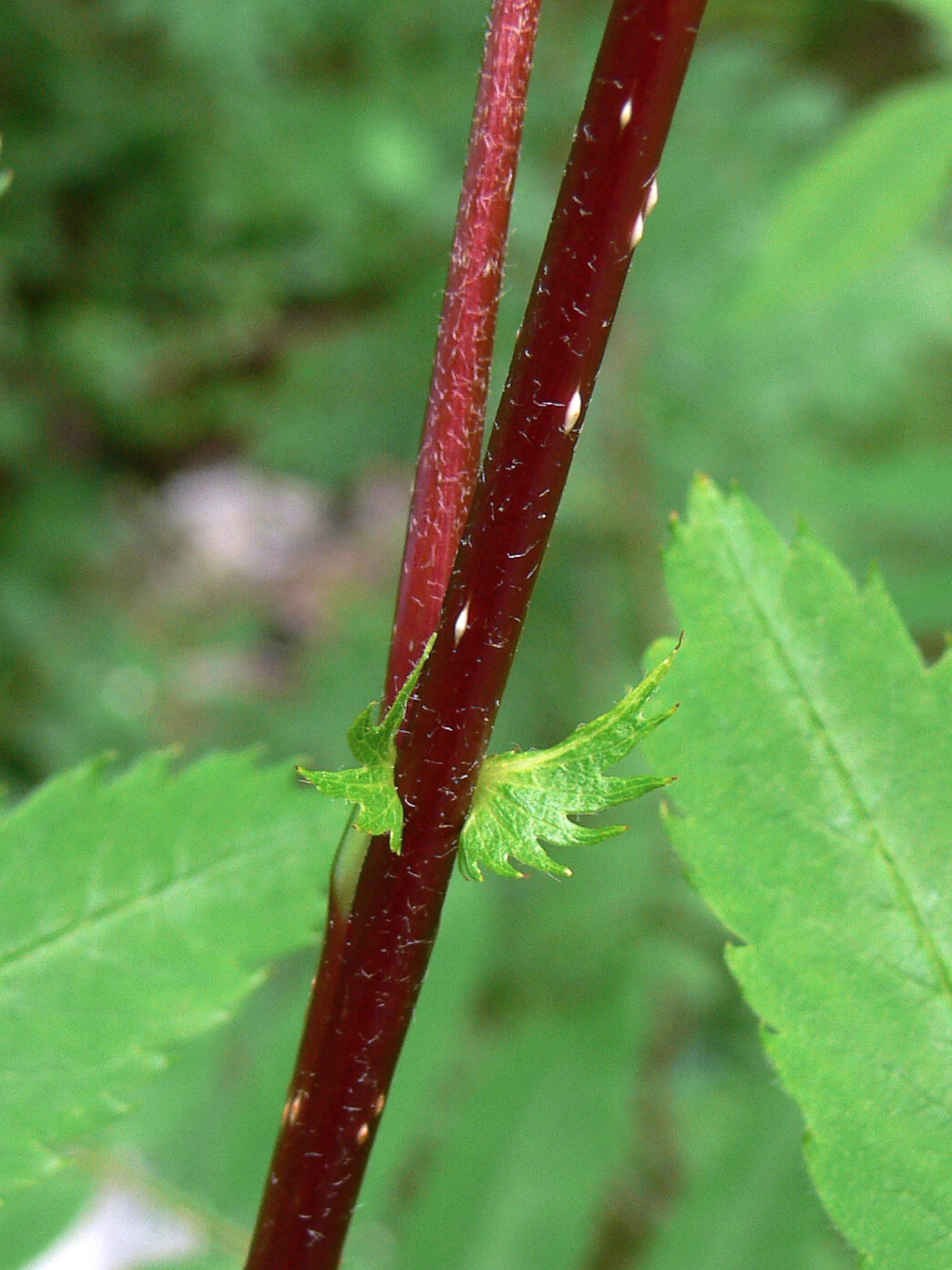 Image of Sorbus sibirica specimen.