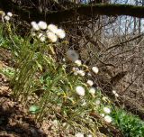 Tussilago farfara