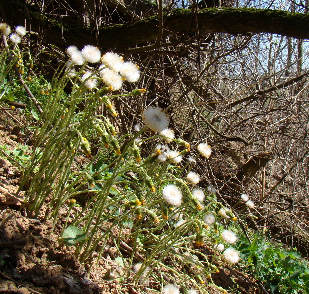 Image of Tussilago farfara specimen.