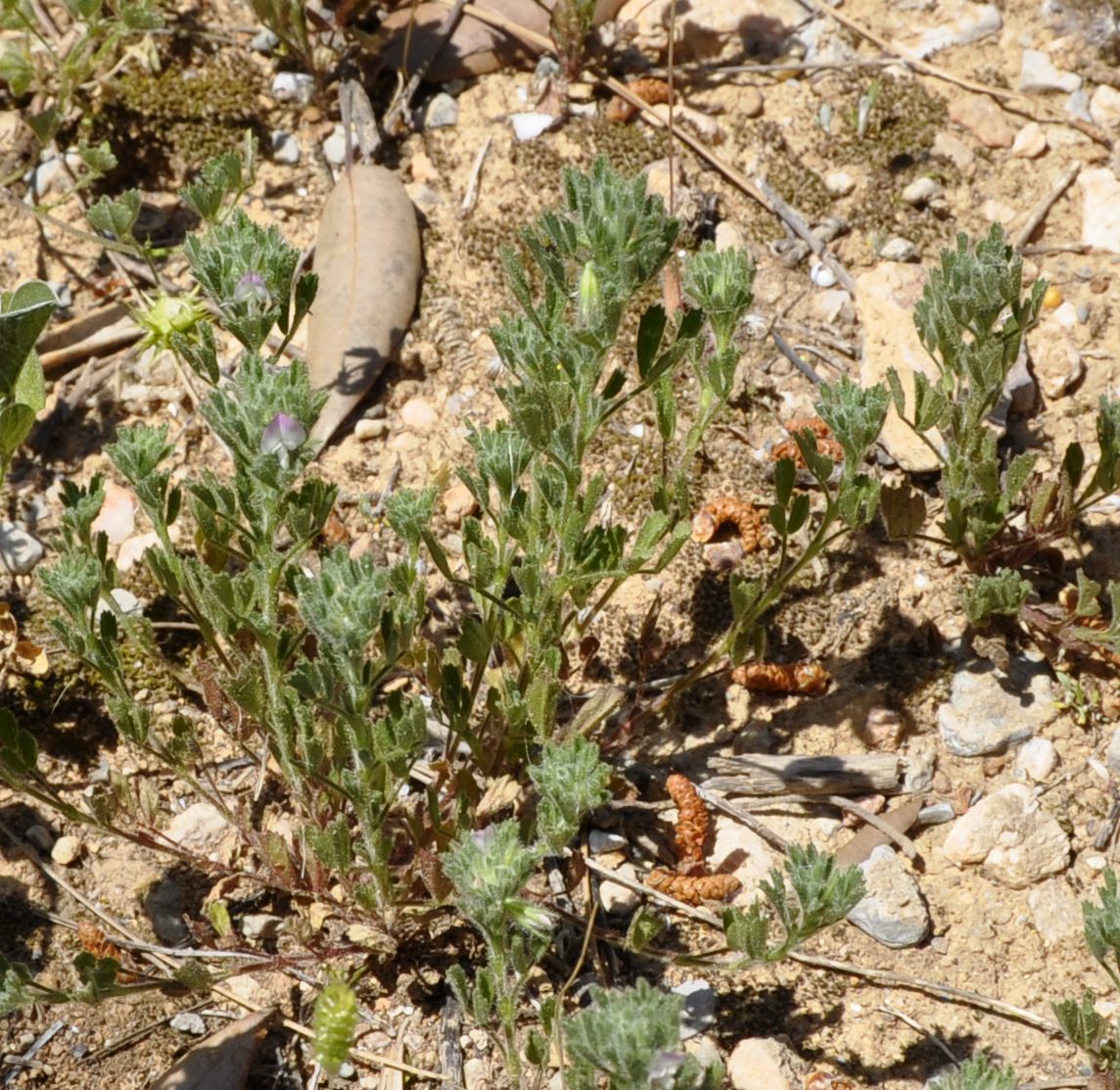 Image of Ononis reclinata specimen.