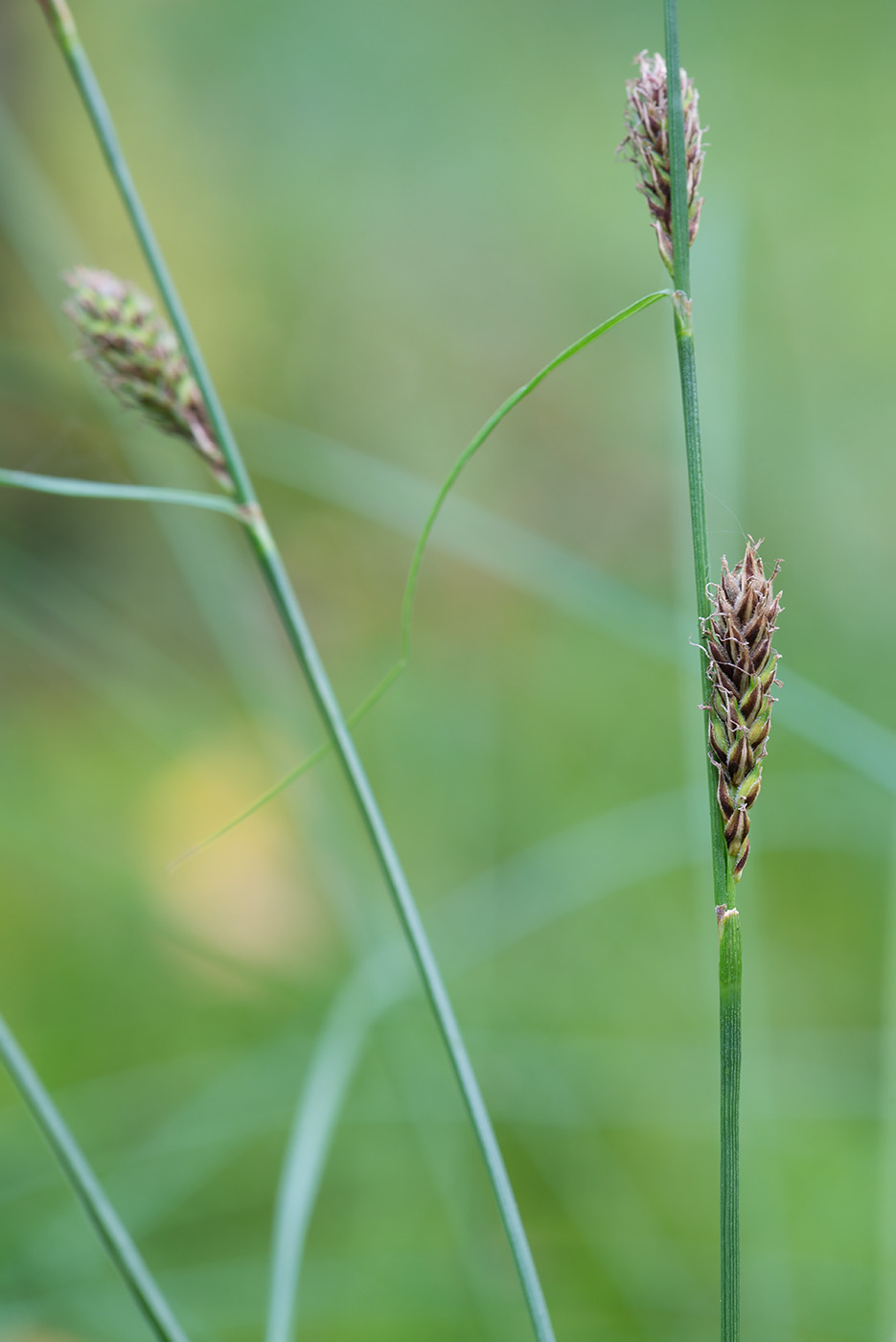 Image of Carex lasiocarpa specimen.