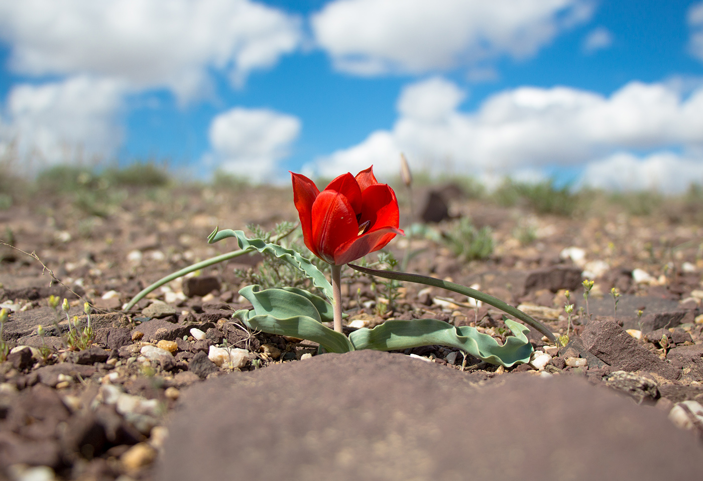 Изображение особи Tulipa alberti.